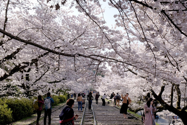 ▲ 京阪奈櫻花景點2018，七大花見名所，哲學之道、蹴下鐵道、大阪城西之丸庭園。關西旅行/HORIZON-WIFI。（圖／男子日常生活提供）