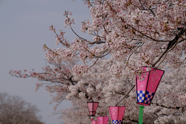 ▲ 京阪奈櫻花景點2018，七大花見名所，哲學之道、蹴下鐵道、大阪城西之丸庭園。關西旅行/HORIZON-WIFI。（圖／男子日常生活提供）