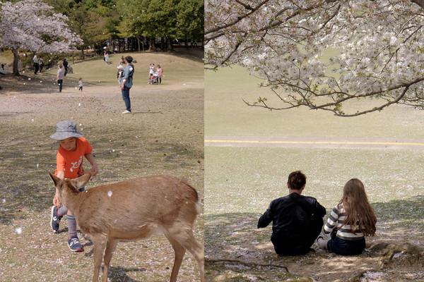 ▲ 京阪奈櫻花景點2018，七大花見名所，哲學之道、蹴下鐵道、大阪城西之丸庭園。關西旅行/HORIZON-WIFI。（圖／男子日常生活提供）