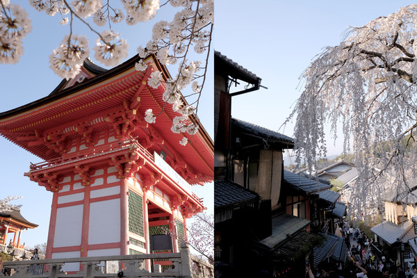 ▲ 京阪奈櫻花景點2018，七大花見名所，哲學之道、蹴下鐵道、大阪城西之丸庭園。關西旅行/HORIZON-WIFI。（圖／男子日常生活提供）