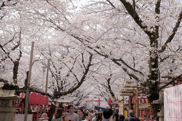 ▲ 京阪奈櫻花景點2018，七大花見名所，哲學之道、蹴下鐵道、大阪城西之丸庭園。關西旅行/HORIZON-WIFI。（圖／男子日常生活提供）