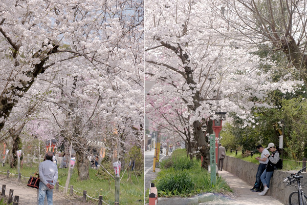 ▲ 京阪奈櫻花景點2018，七大花見名所，哲學之道、蹴下鐵道、大阪城西之丸庭園。關西旅行/HORIZON-WIFI。（圖／男子日常生活提供）