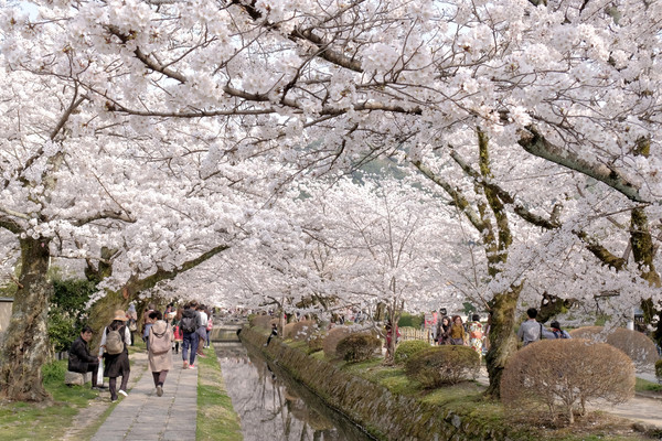 ▲ 京阪奈櫻花景點2018，七大花見名所，哲學之道、蹴下鐵道、大阪城西之丸庭園。關西旅行/HORIZON-WIFI。（圖／男子日常生活提供）