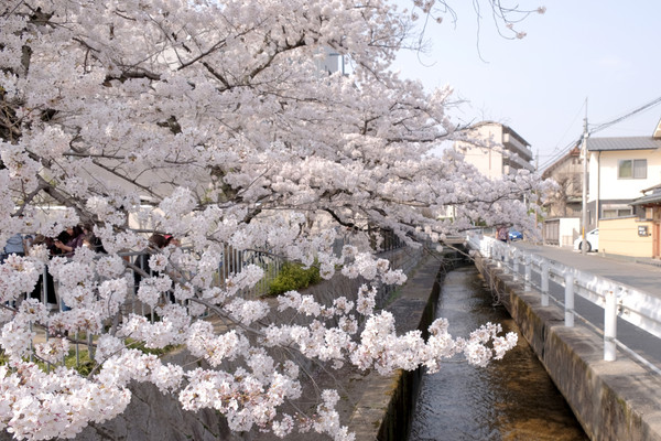 ▲ 京阪奈櫻花景點2018，七大花見名所，哲學之道、蹴下鐵道、大阪城西之丸庭園。關西旅行/HORIZON-WIFI。（圖／男子日常生活提供）