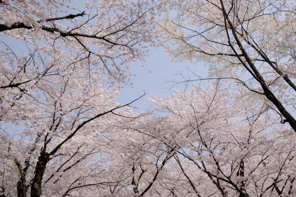 ▲ 京阪奈櫻花景點2018，七大花見名所，哲學之道、蹴下鐵道、大阪城西之丸庭園。關西旅行/HORIZON-WIFI。（圖／男子日常生活提供）