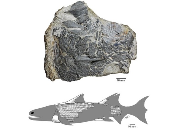 ▲▼中科院科學家在雲南曲靖市發現的一種4.2億年前身披奇特鱗片的古魚——丁氏甲鱗魚化石， 圖上為發現的丁氏甲鱗魚化石，圖下為該魚復原圖（中國科學院古脊椎動物與古人類研究所研究員朱敏供圖）。(圖／新華社提供)