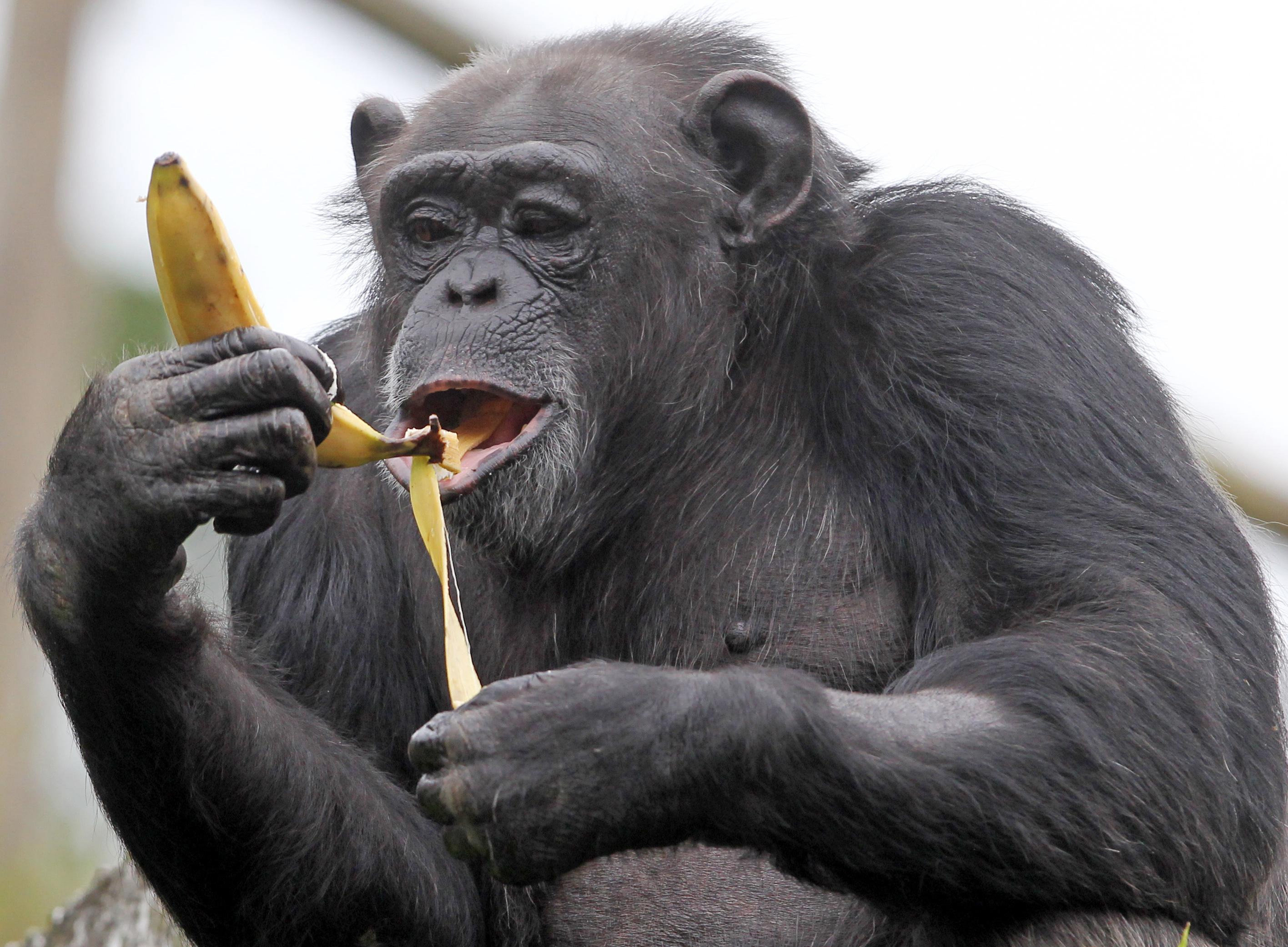 Сколько бананов едят обезьяны. Obezyano s bansnom. Обезьяна с бананом. Обезьяна ест банан. Шимпанзе с бананом.