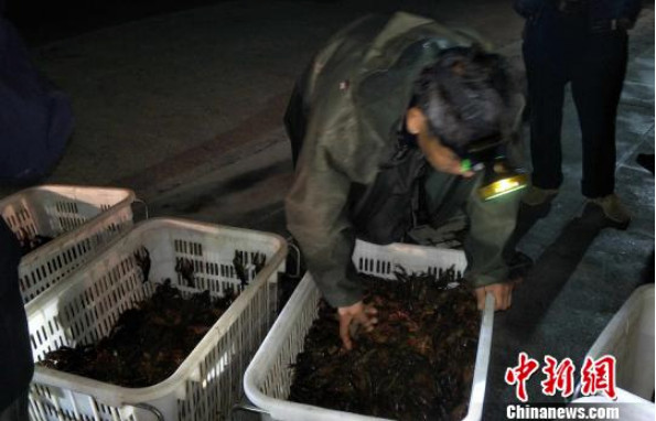 ▲▼5月是小龍蝦的盛產季，湖南養殖戶凌晨就要出門工作。（圖／翻攝自中新網）