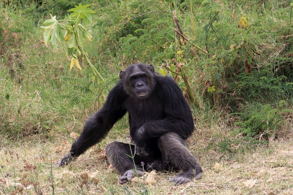 ▲研究團隊前往坦尚尼亞41個黑猩猩巢中採集樣本，此為示意圖，非當事地點。（圖／達志影像）