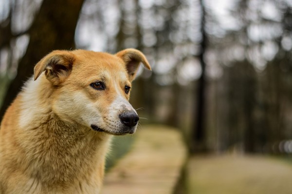 狗是人類最忠實的朋友（示意圖／取自免費圖庫Pixabay）