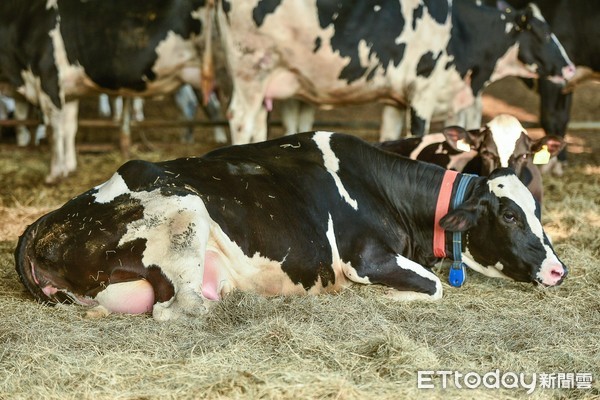 夏天牛奶比較貴又沒促銷 原來是乳牛太熱 乳泌量 減少 Ettoday生活新聞 Ettoday新聞雲