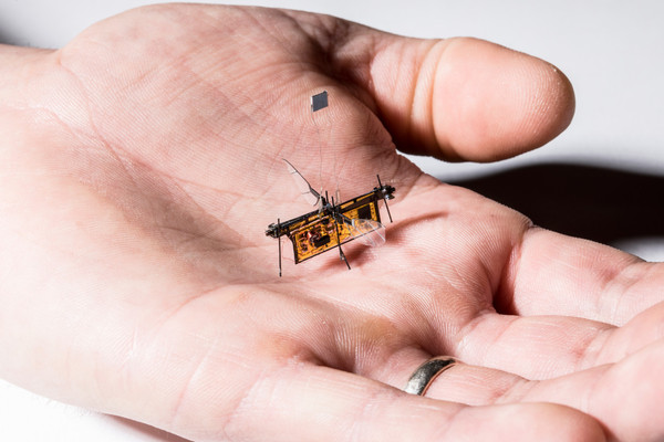 ▲從蒼蠅獲得靈感！昆蟲機器人藉由雷射光起飛（圖／翻攝華盛頓大學）