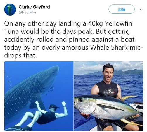 ▲▼ 紐西蘭總理阿爾登（Jacinda Ardern）的伴侶蓋福德（Clarke Gayford）遇到鯊魚，一旁的海豚沒有相救。（圖／翻攝自推特／@NZClarke）