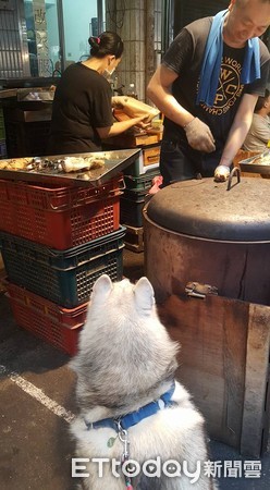 哈士奇妹妹。（圖／飼主鍾依儒提供）