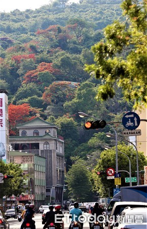 ▲由高雄五福四路由東往西看去，壽山上鳳凰花開。（圖／記者宋德威攝）