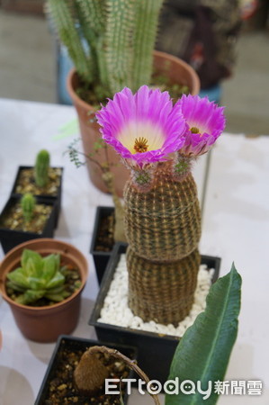 ▲「多肉植物」正夯，桃園假日農創市集舉辦展售會。（圖／記者楊淑媛攝）