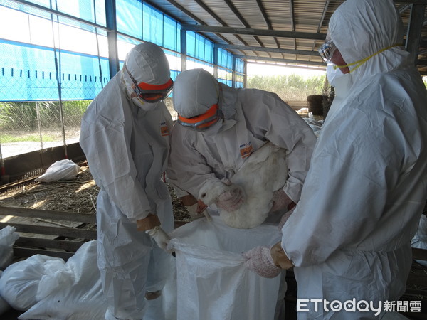 ▲台南市有一鵝場發現H5N2高病原性禽流感，動保處啟動防疫撲殺處置作業，共撲殺1050隻鵝。（圖／動保處提供，下同）