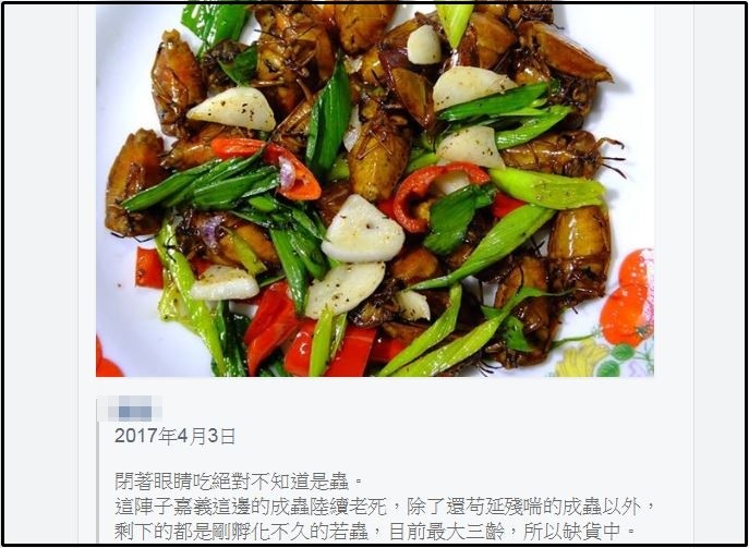 荔枝椿象激增好可怕!他却兴奋狂抓赞:这是野味啊,炸了超好吃