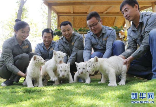 ▲▼濟南野生動物世界五胞胎雪虎寶寶首度亮相。（圖／翻攝自新華網）