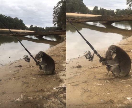 ▲▼　澳洲無尾熊坐在河邊把玩釣竿。（圖／翻攝自Youtube／Lorraine Johns）