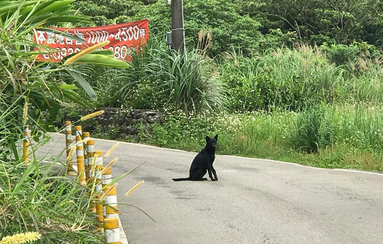 ▲放飼料博感情！跛腳小黑見人仍狂奔　動保員誘捕清創傷口。（圖／新北市動保處提供）