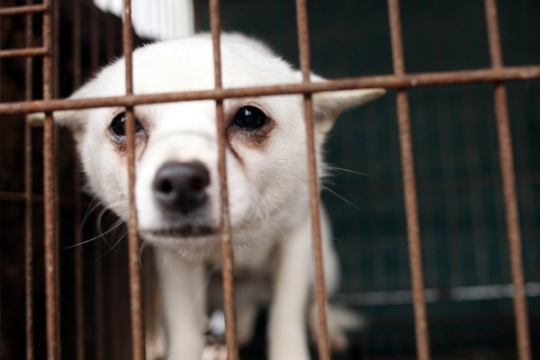 ▲▼國際人道對待動物協會（Humane Society International）和南韓原州一家狗肉養殖場簽訂協議，向養殖場提供補助金，換取這些狗狗的自由。圖中的狗狗原本待在原州狗肉養殖場，現已被救出。（圖／達志影像／美聯社）