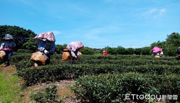 ▲107年桃園市龍潭區東方美人茶技術競賽，由茶農陳美華奪冠。（圖／龍潭農會提供）