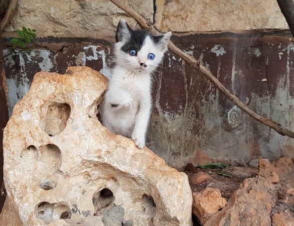 （圖／翻攝自Alaa and house of Cats Ernesto in Aleppo粉絲專頁）