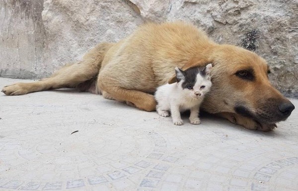 （圖／翻攝自Alaa and house of Cats Ernesto in Aleppo粉絲專頁）