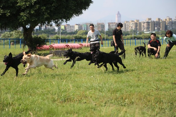 ▲▼警犬隊福昨、舒曼、飛達等6隻小狗狗，為旺年所做出的貢獻，特別在他們週歲時為他們慶生。（圖／翻攝自新北市政府警察局 警犬隊 NTPD K-9 Unit）