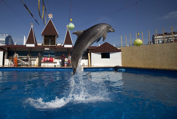▲▼俄羅斯克里米亞（Crimea）的海豚訓練場。（圖／達志影像／美聯社）