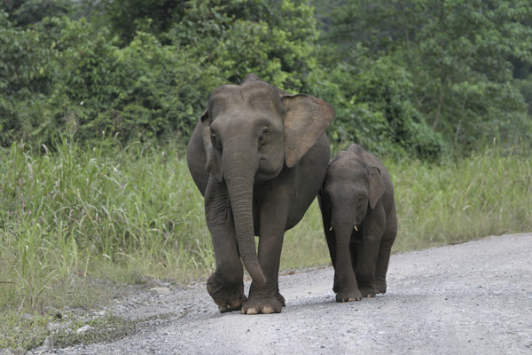 馬來西亞婆羅洲島（Borneo）北部沙巴（Sabah）政府於21日表示，近幾周發現有6隻婆羅洲象（Elephas maximus borneensis）的遺體在棕櫚樹園裡被發現，疑似慘遭下毒，目前當局也已展開調查。（圖／達志／示意圖）