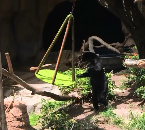 眼鏡熊征服新玩具，燦笑撞臉石獅。（圖／翻攝自San Diego Zoo粉絲專頁）