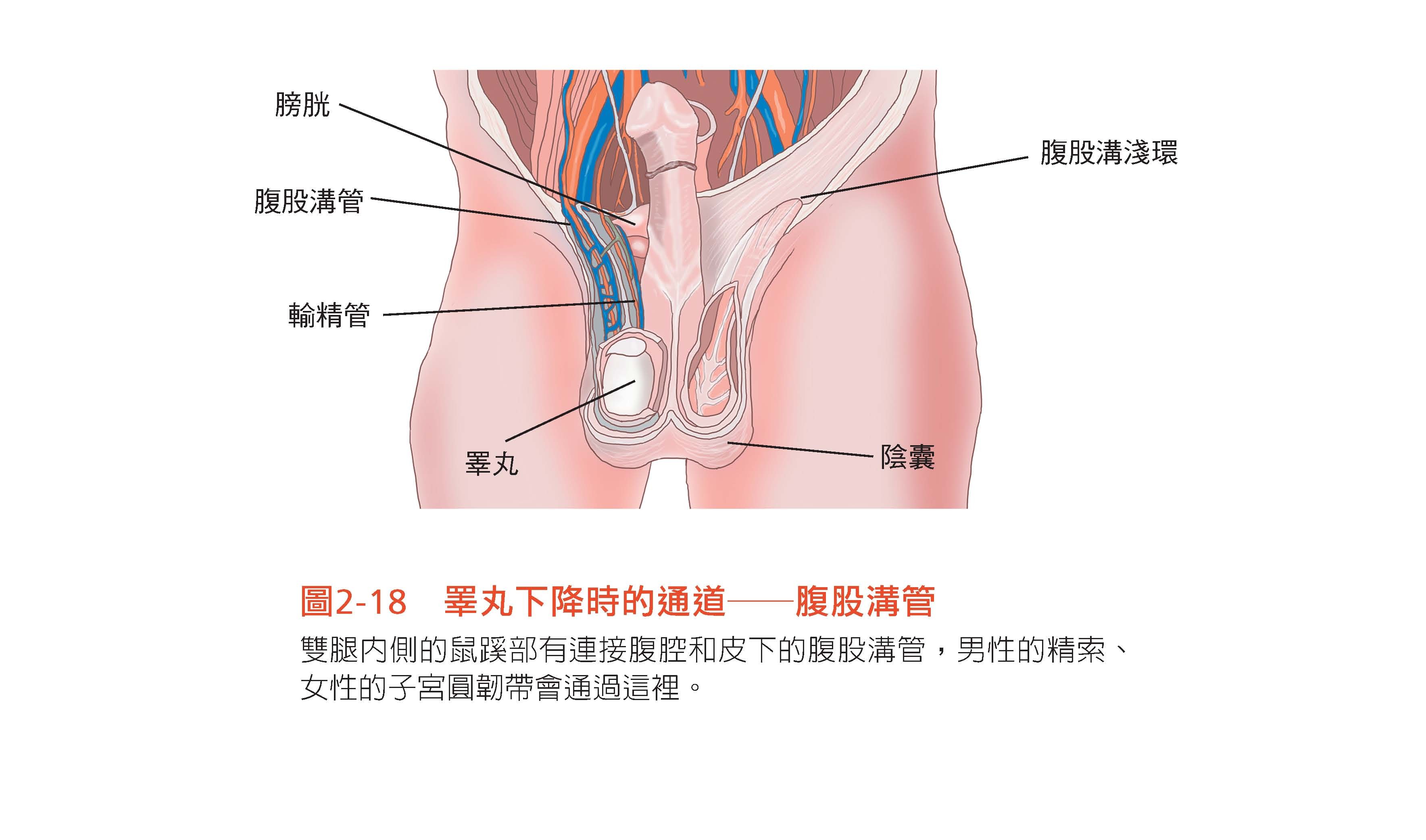 睪丸有800條管子 解析男性排尿困難 攝護腺肥大問題 Ettoday健康雲 Ettoday新聞雲