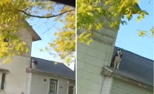 二哈爬屋頂迎接，帥爸嚇飆三字經。（圖／翻攝自Twitter帳號@TheMasterOfLuck）