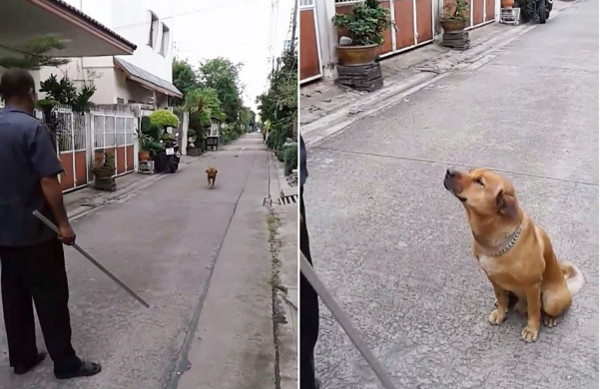 爸拿鐵條巷口等兒，小黃乖坐聽訓。（圖／翻攝自泰國寵物社團「รักหมา ทาสแมว」）