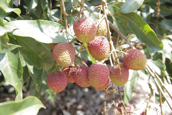 東森農場開賣愛文芒果、樹玉荷苞、總統大西瓜 （圖／東森購物提供）