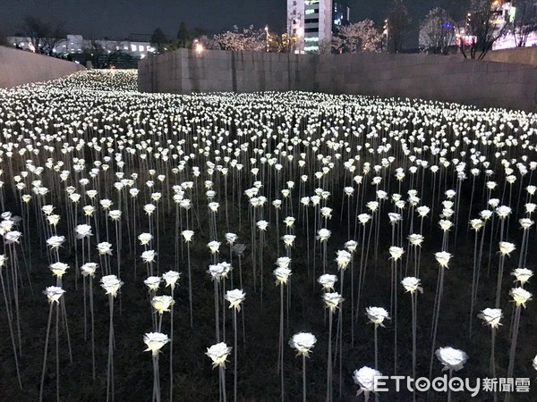 ▲韓國東大門設計廣場浪漫LED燈玫瑰花海。（圖／記者何冠嫻攝）