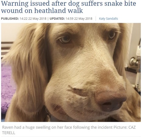 ▲威瑪犬找毒蛇打架，打輸還被咬成了豬頭。（圖／翻攝自《EAST ANGLIAN》）