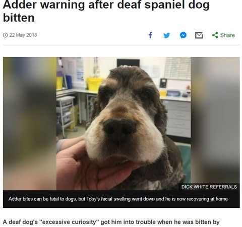 ▲西班牙獵犬找毒蛇打架，戰敗還被咬成豬頭。（圖／翻攝自《BBC》）