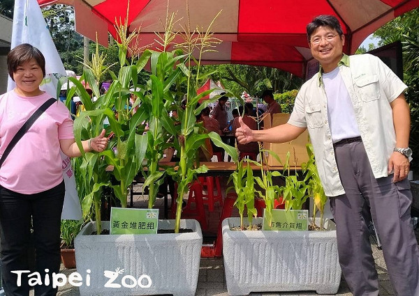 ▲「可食地景」太適口~未到成熟被搶收！。（圖／台北市立動物園提供）