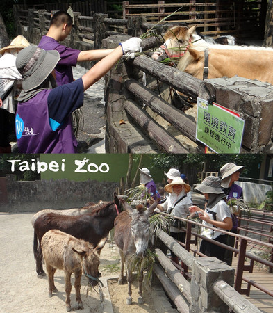 ▲「可食地景」太適口~未到成熟被搶收！。（圖／台北市立動物園提供）