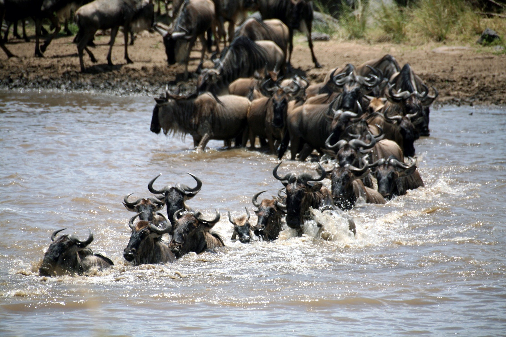 最原始的「生存法則」 東非動物大遷徙| ETtoday旅遊雲| ETtoday新聞雲