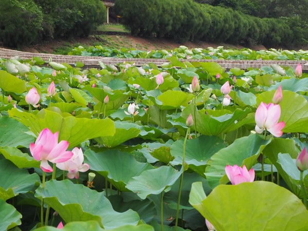 ▲2018白河蓮花季。（圖／呆呆齡愛玩樂）