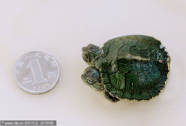 青島的雙頭小烏龜。（圖／CFP）