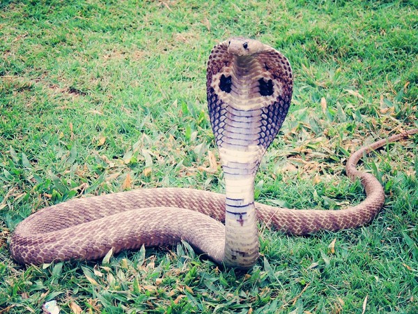 ▲▼蛇,毒蛇,眼鏡蛇,。（圖／pixabay）