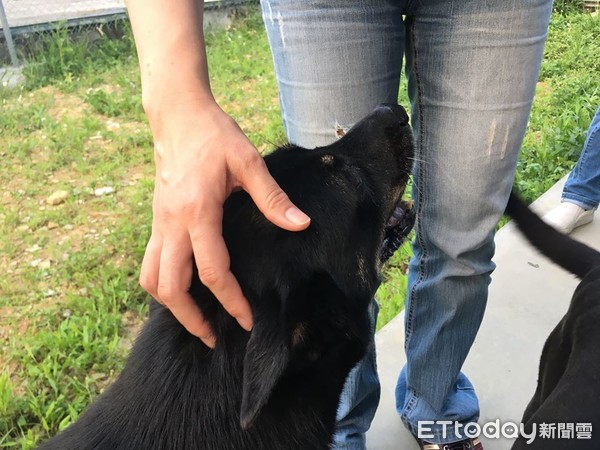 ▲領養附嫁妝！　流浪動物花園「活水模式」創造10000個幸福。（圖／記者何睿宜攝）