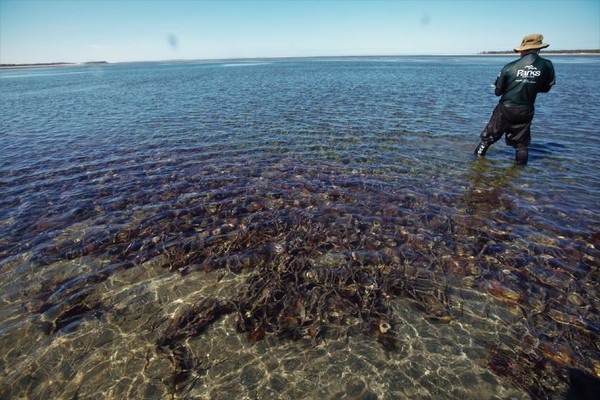 ▲▼ 澳洲政府敲碎5.7萬隻海膽。（圖／翻攝自Parks Victoria臉書）