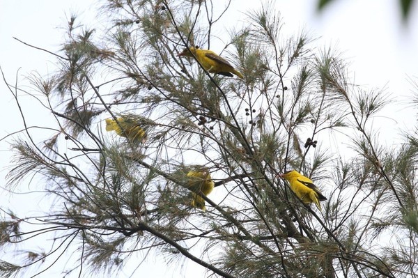 ▲桃園八德大湳森林公園發現4隻瀕絕黃鸝鳥。（圖／市府工務局提供）