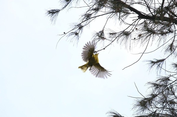 ▲桃園八德大湳森林公園發現4隻瀕絕黃鸝鳥。（圖／市府工務局提供）